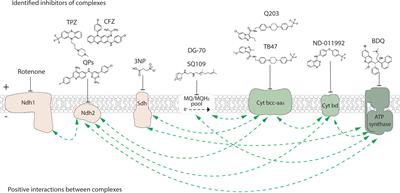 Uncovering interactions between mycobacterial respiratory complexes to target drug-resistant Mycobacterium tuberculosis